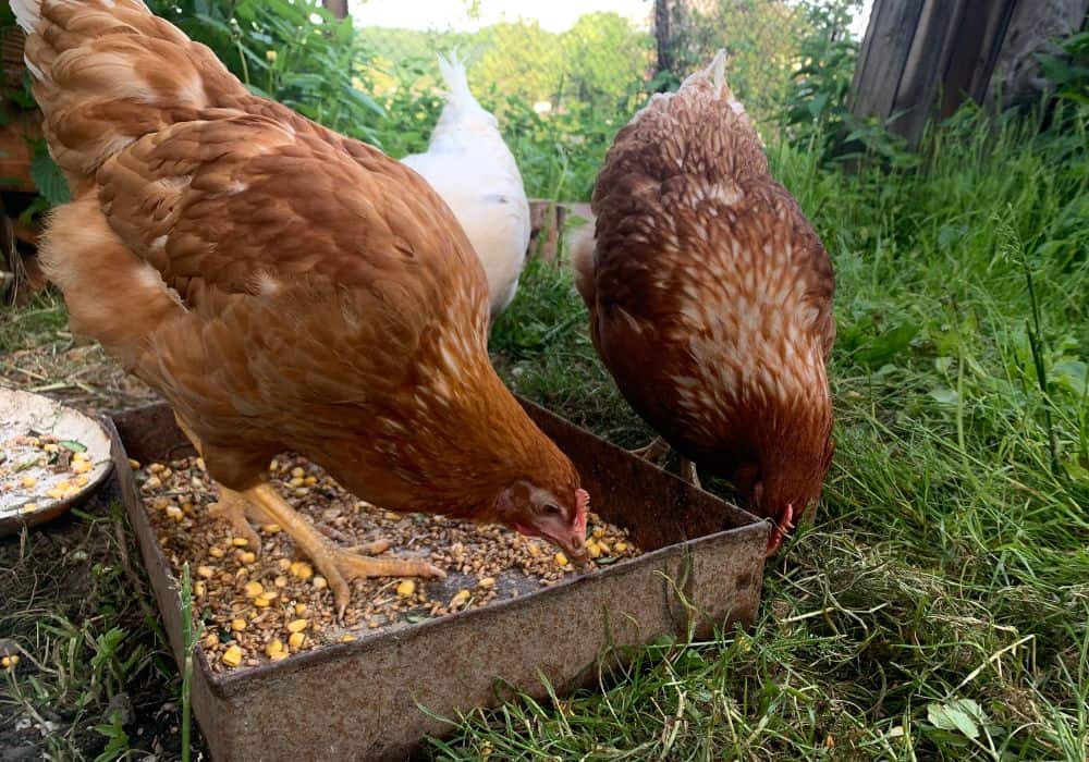 Do Potato Peels Offer Any Nutritional Value to Chickens