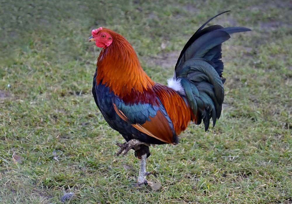 Do Roosters Have Testicles