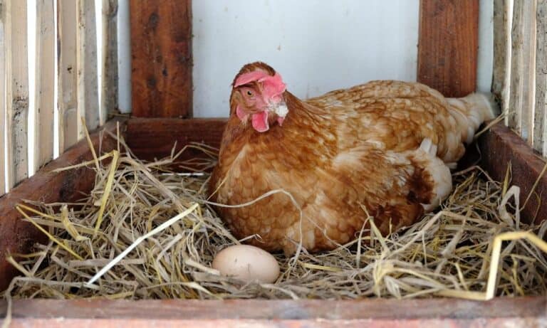 Does It Hurt Chickens to Lay Eggs? (Issues)