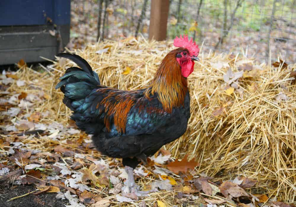 Extra Tips to Keep Your Rooster Fertile