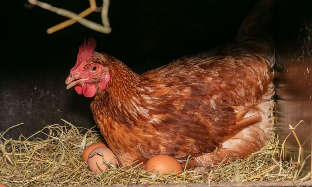 Factors That Affect the Pain Degree During Egg Laying