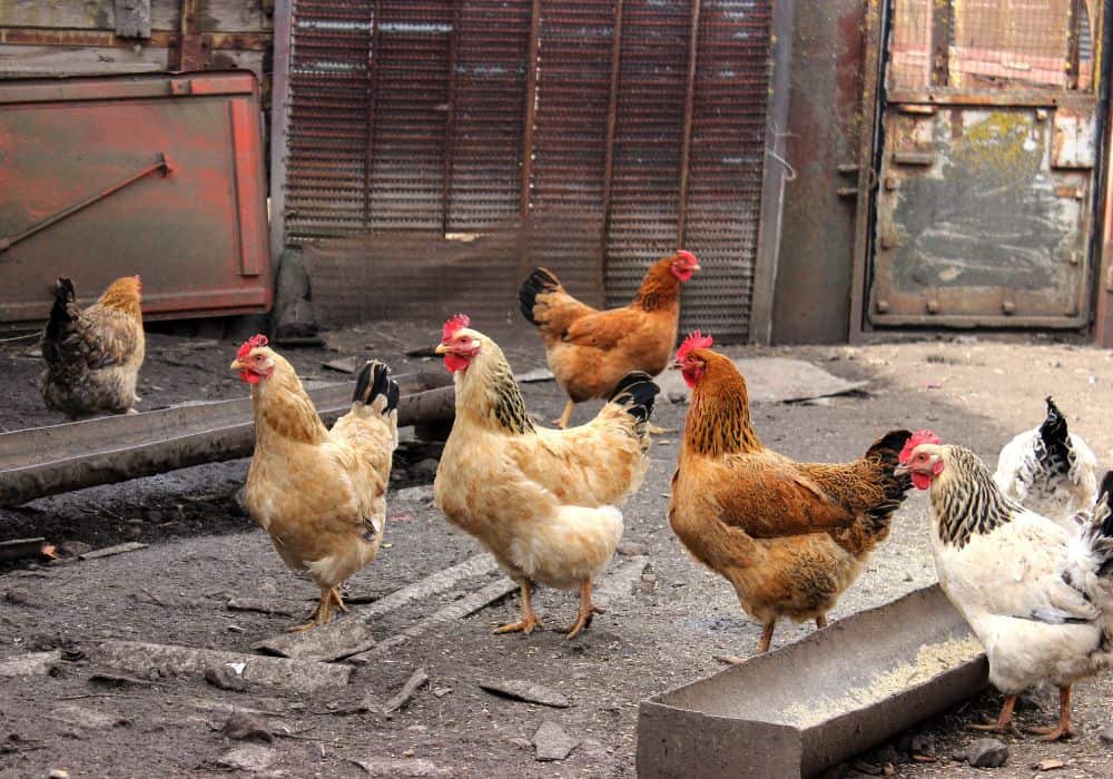 Factors that Make a Chicken Grow Faster