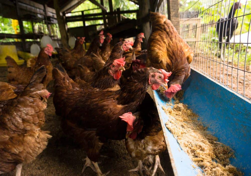 Factors to Consider Before Feeding Chickens Birdseed