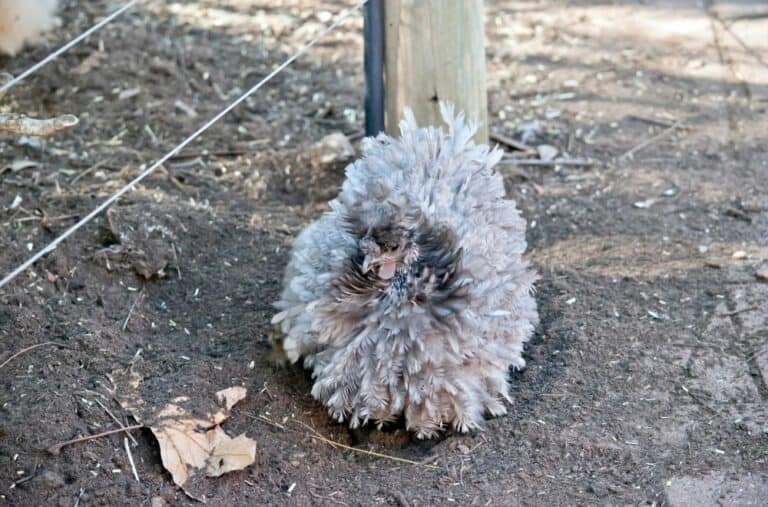 Frizzle Chickens: Everything You Need to Know