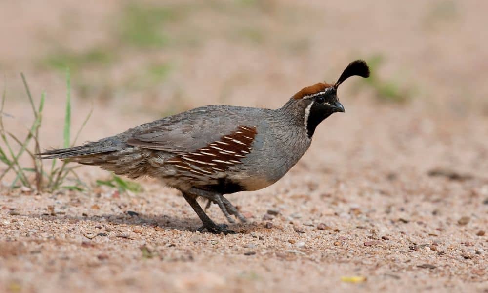 Gambel’s quail