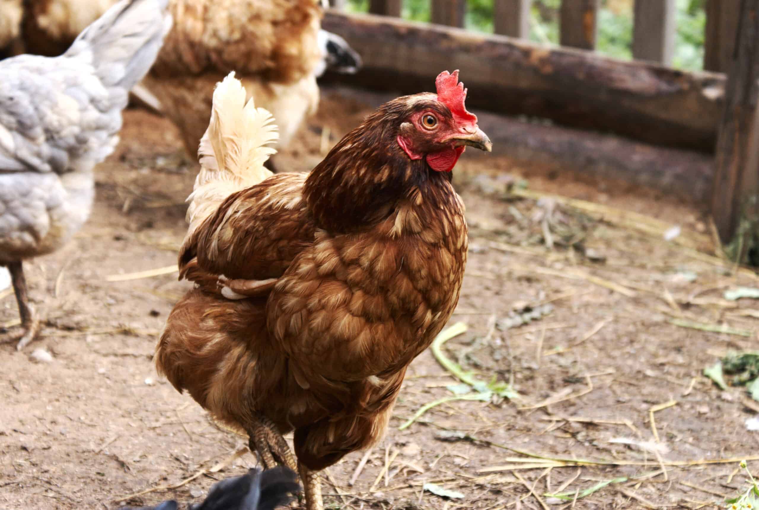 History and Origin of the Lohmann Brown Chicken