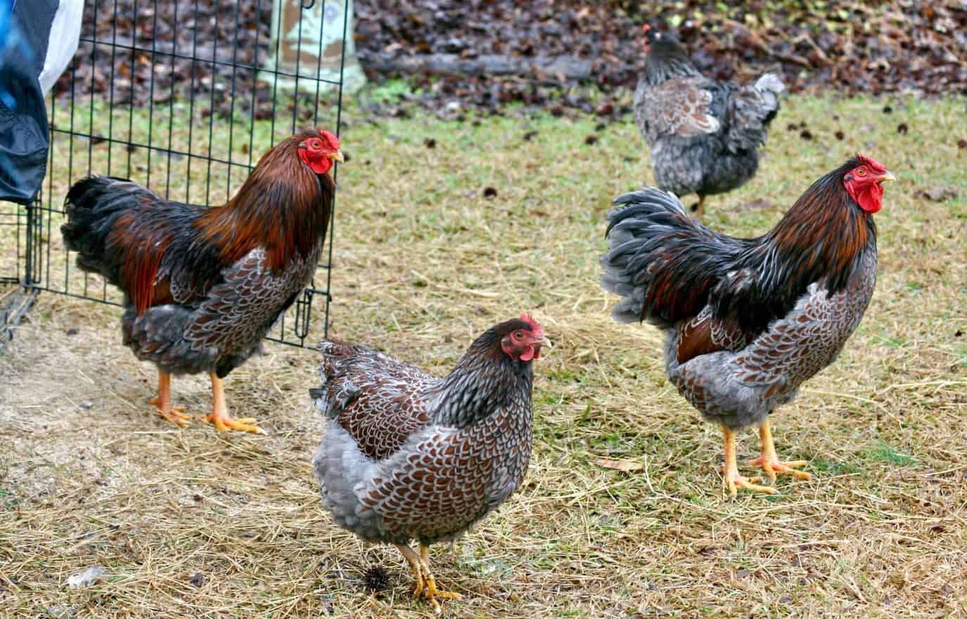 History of the Blue Laced Red Wyandotte