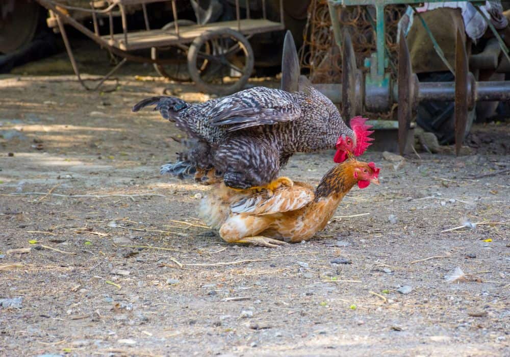 How Chicken Mating Works