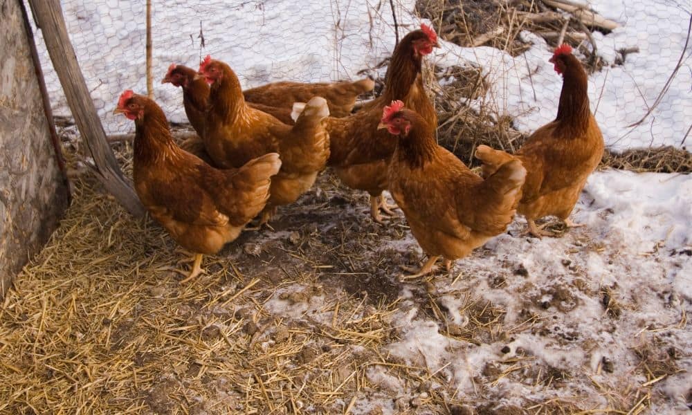 How Cold is Too Cold for Chickens? Chickens and temperature