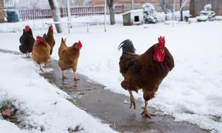 How Cold is Too Cold for Chickens in Winter? (8 Caring Tips)