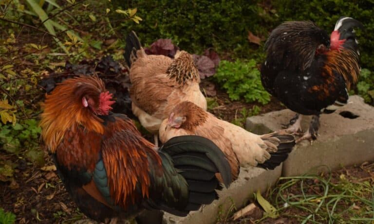 How Do You Know if a Chicken is Sleeping? (Identification Methods)