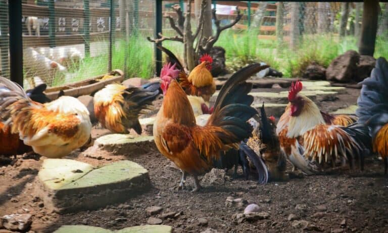 How Long Do Chickens Live? (Chicken Lifespan)