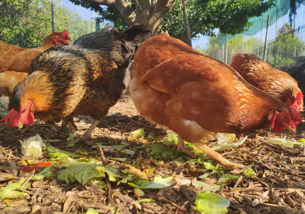 How Much Kale Should You Feed Your Chickens