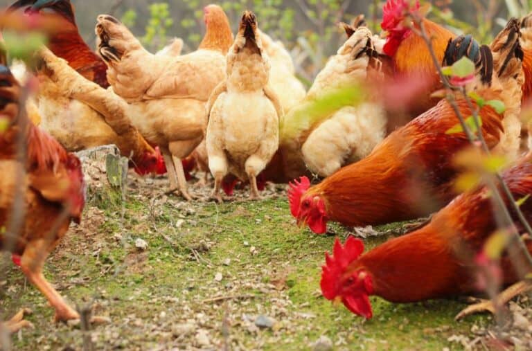 How Often Do You Feed Chickens?