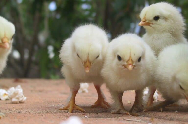 How Old Are My Chicks? (3 Ways to Age)