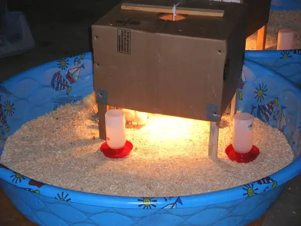 How To Build a Trouble-Free Chicken Brooder – drywallinfo.com