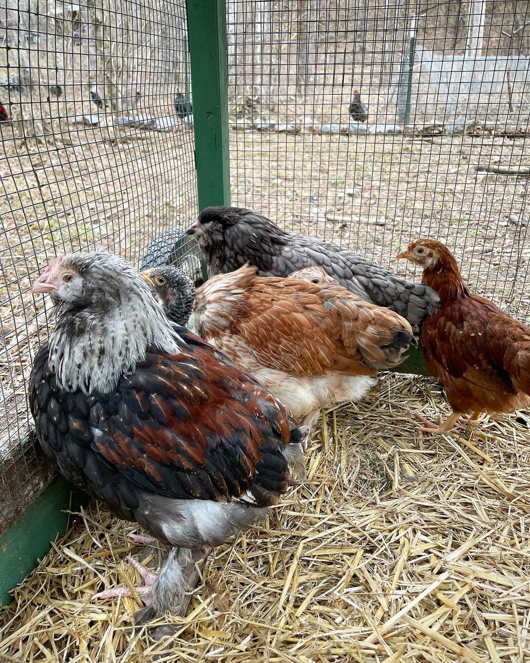 How To Identify a Sick Chicken?