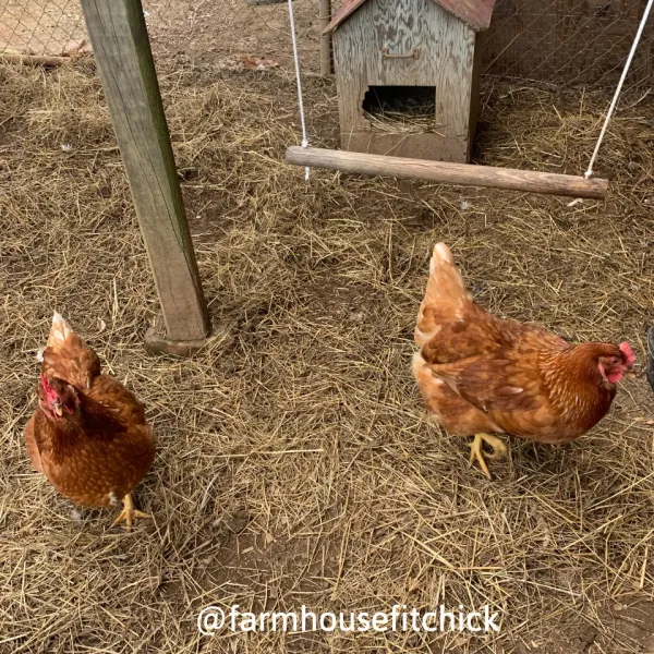 How To Make a DIY Chicken Swing for Your Chicken Coop – Farm House Fit Chick