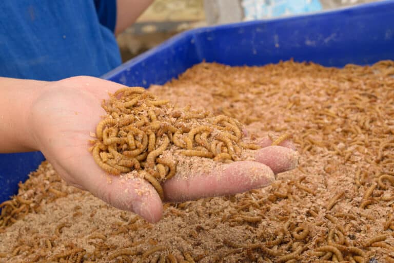 How To Start A Mealworm Farm?(Step By Step Guide)
