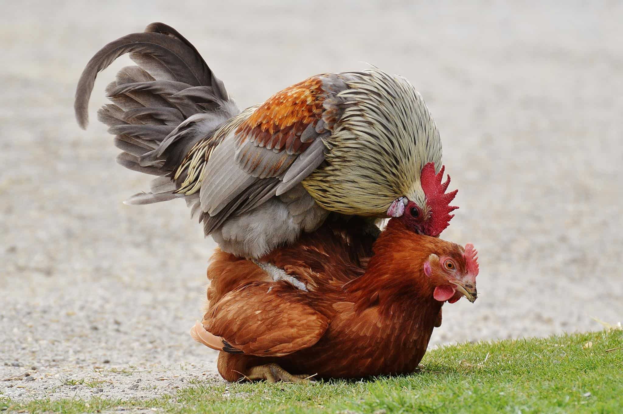 How To Stop a Rooster Crowing