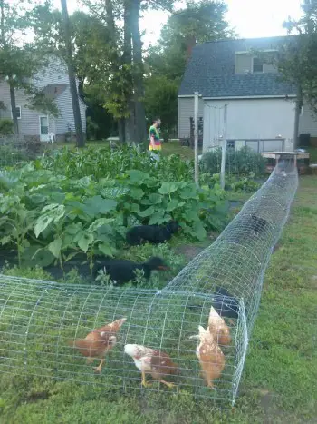 How & Why You Should Make Your Own Chicken Tunnel! – typesofchicken.com
