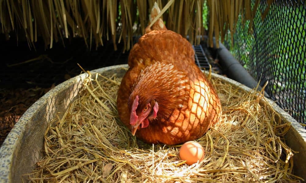 How do the seasons affect egg-laying