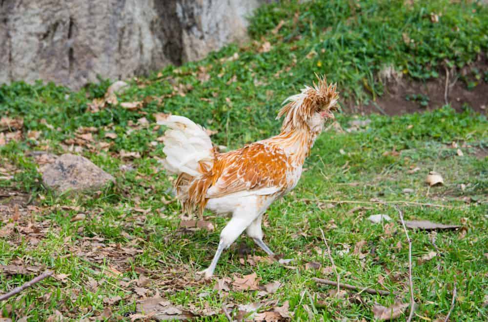 How healthy are Polish chickens