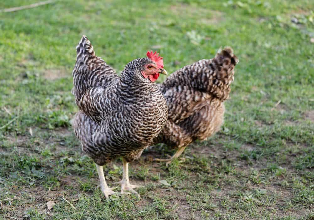 How much do Plymouth Rock chickens cost?