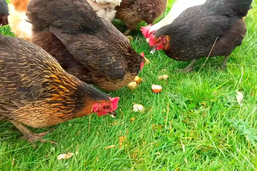 How should you feed sweet potatoes to chickens