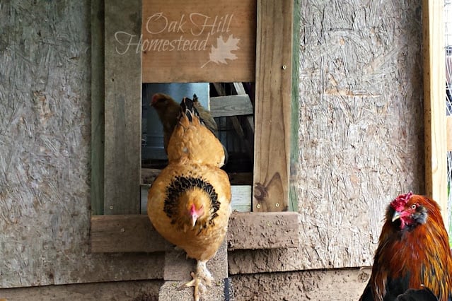 How to Build Sliding Door for Your Chicken Coop – Oak Hill Homestead