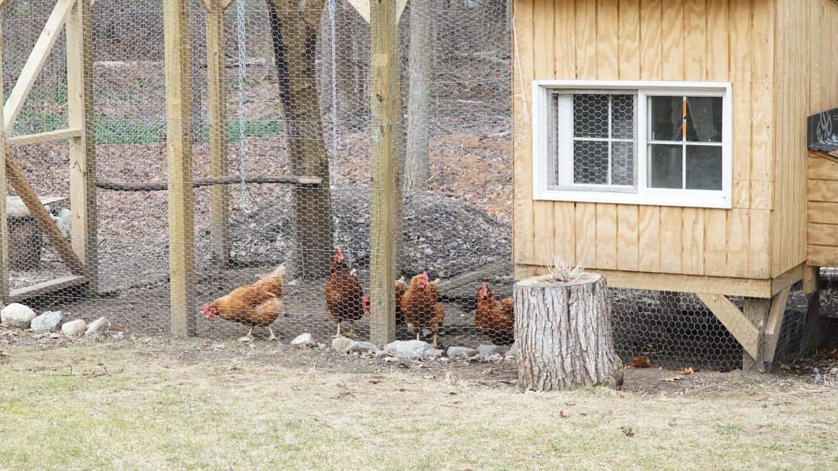 How to Build a Chicken Coop Step-by-Step – The Old Farmer's Almanac