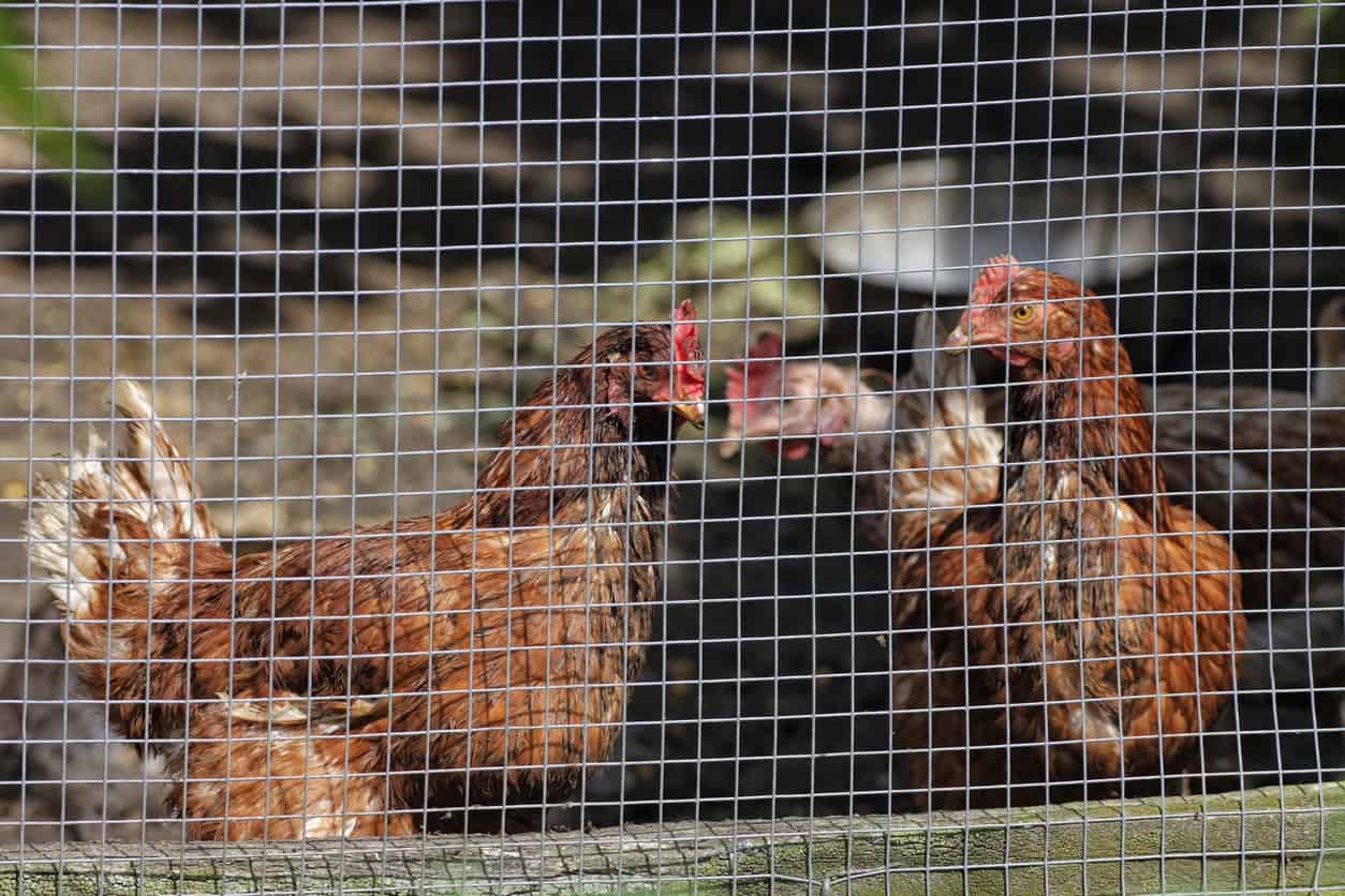 How to Build a Chicken Wire Fence – Blain's Farm & Fleet Blog