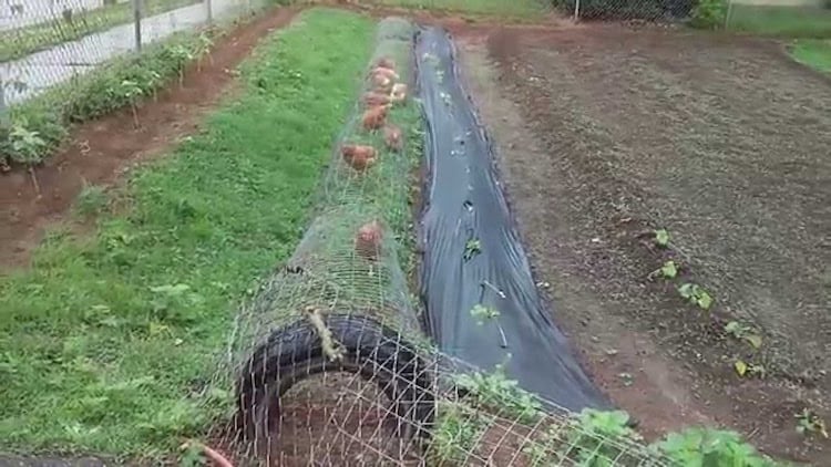 How to Build a DIY Backyard Chicken Tunnel – ideahacks.com