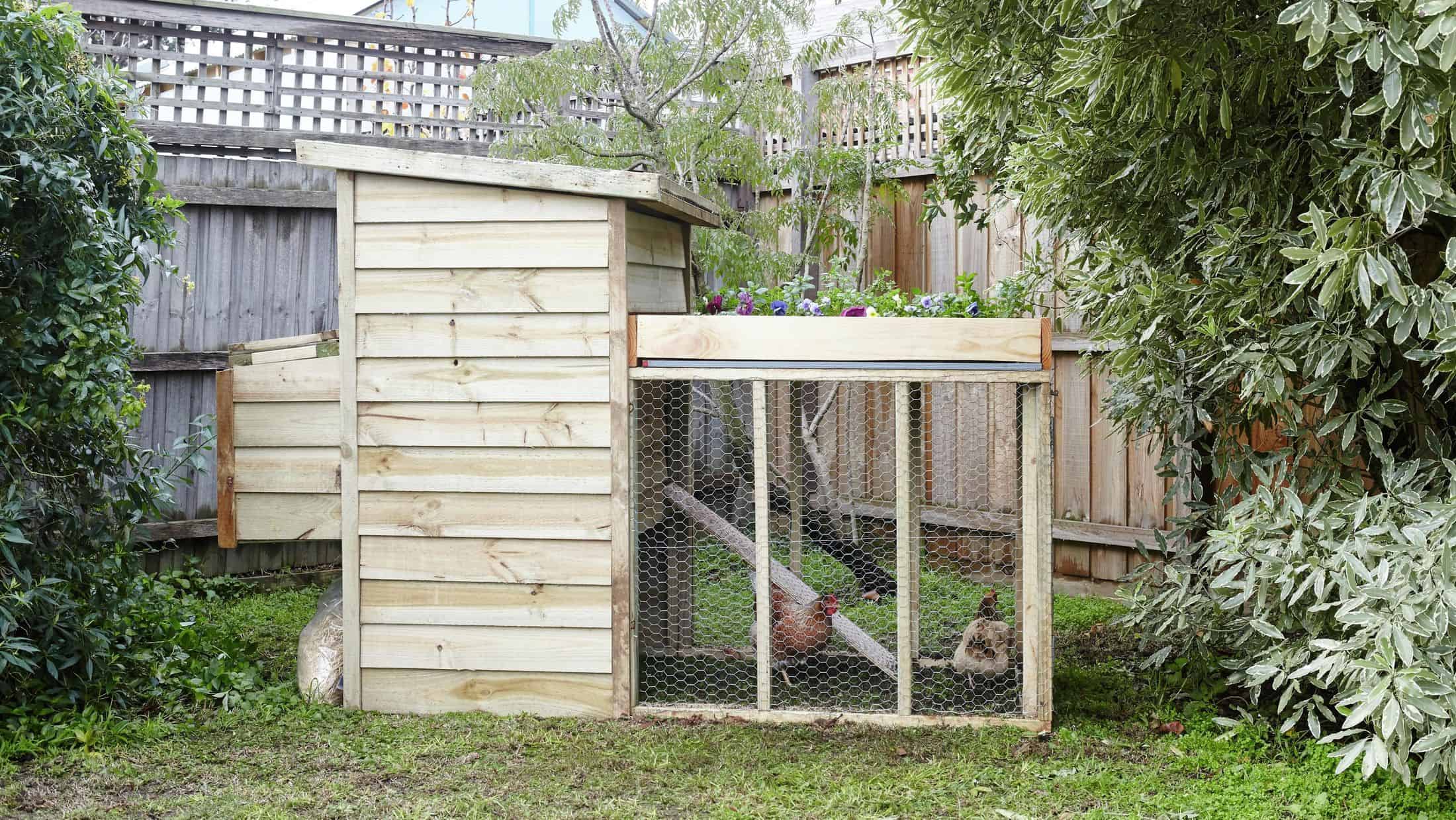How to Build a DIY Chicken Coop – Bunnings Australia