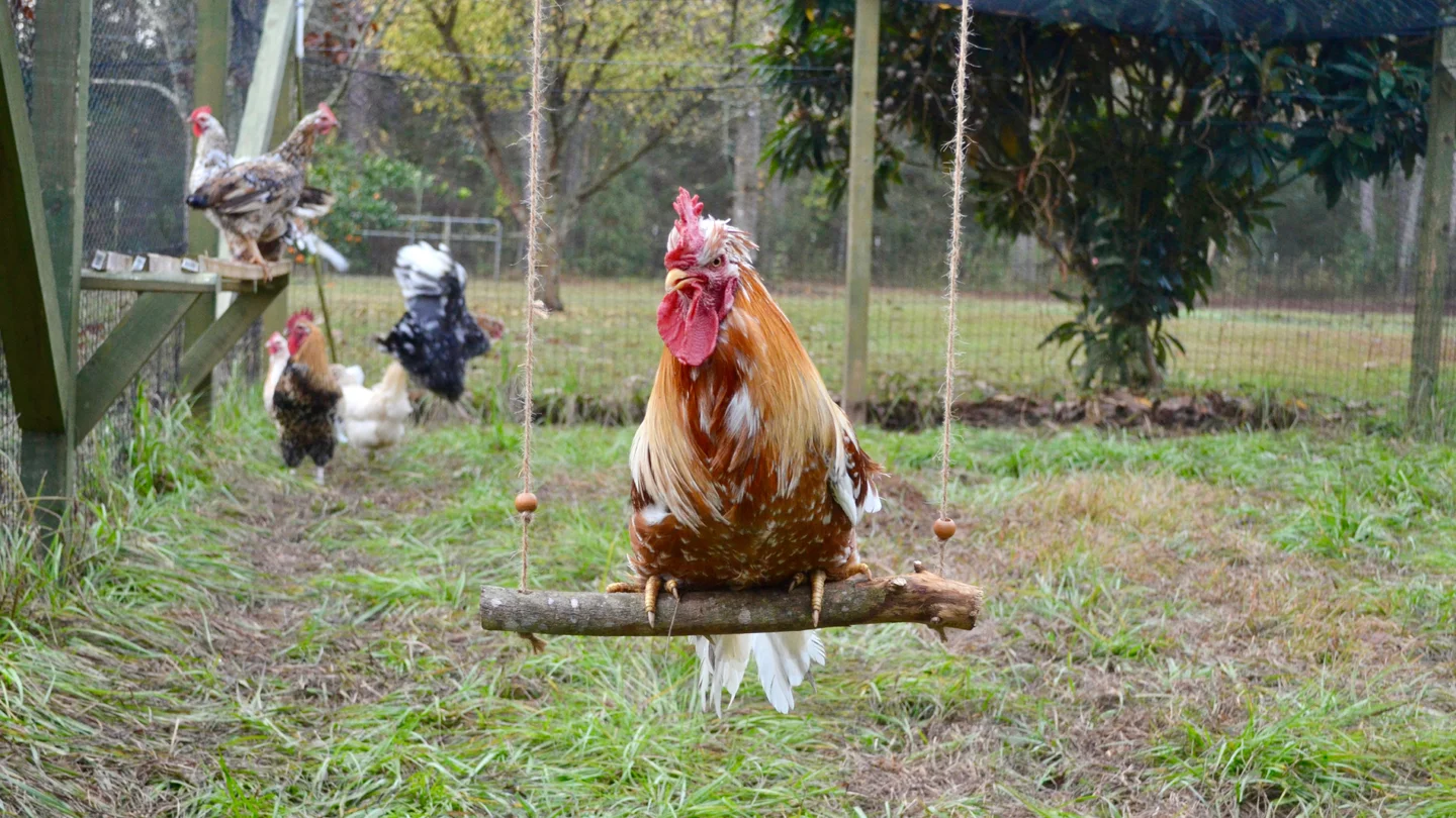 How to Build a DIY Chicken Swing – Popular Science