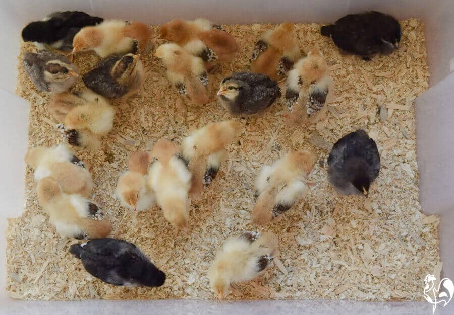 How to Make a DIY Brooder Box for New and Growing Chicks