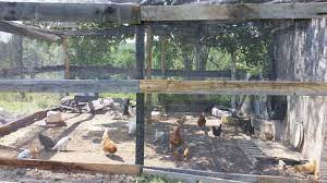 How to Make a Dirt-Cheap Chicken Run – New Life On A Homestead