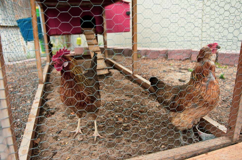 How to Make a Predator-Proof Chicken Tractor – thehomesteadingrd.com