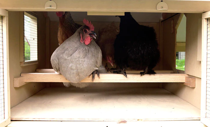 How to help chickens get a good night’s sleep