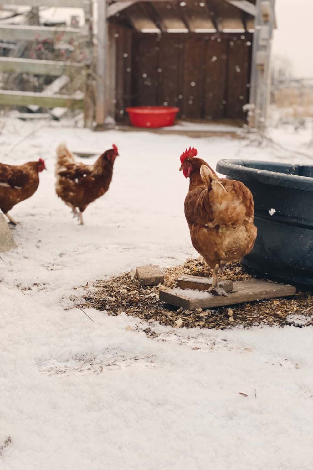 How to tell if chickens are too cold