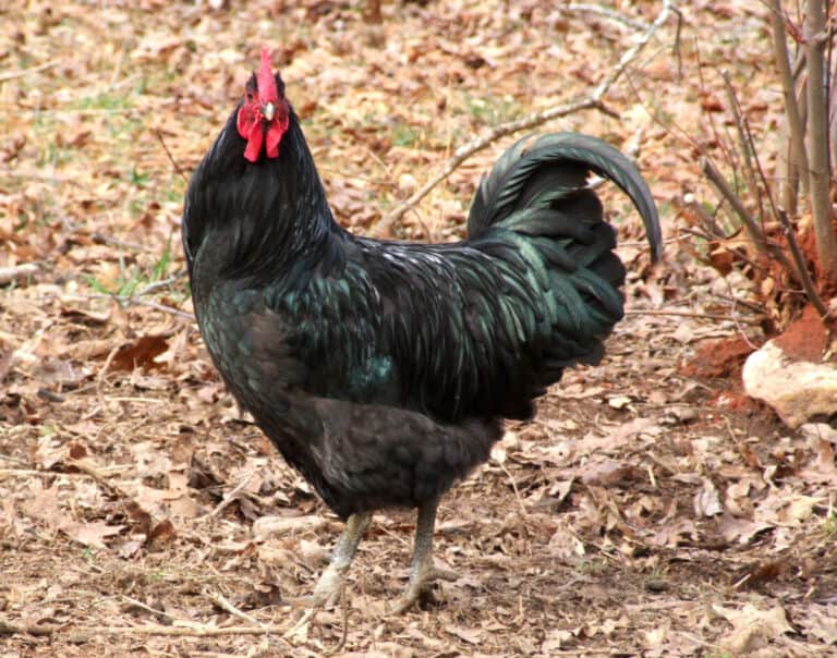 Java Chickens: Everything You Need to Know