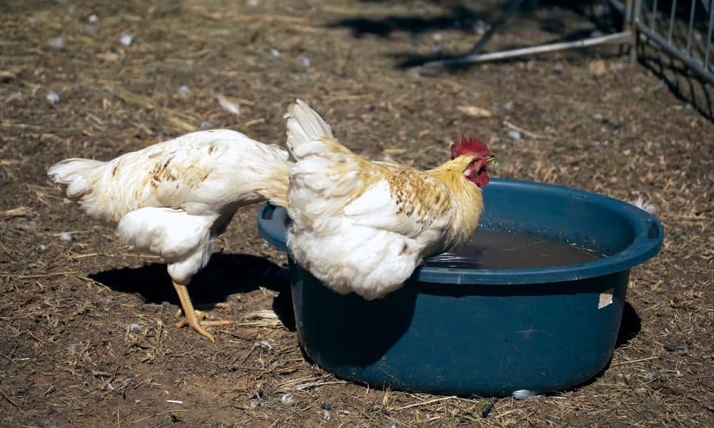Keep Chicken Water Outside the Coop