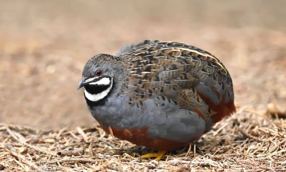 King quail