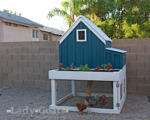 Lady Goats: Building A Chicken House