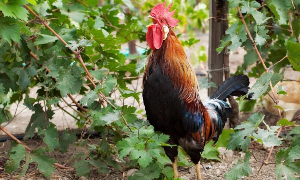 Learn why roosters crow