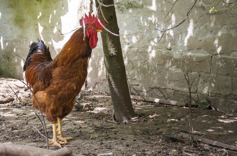 Let nature deal with extra roosters