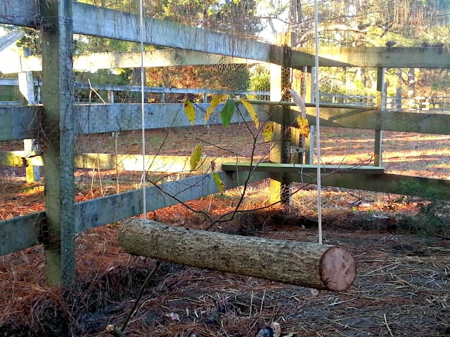 Make a Log Swing for Your Chickens – Fresh Eggs Daily® with Lisa Steele