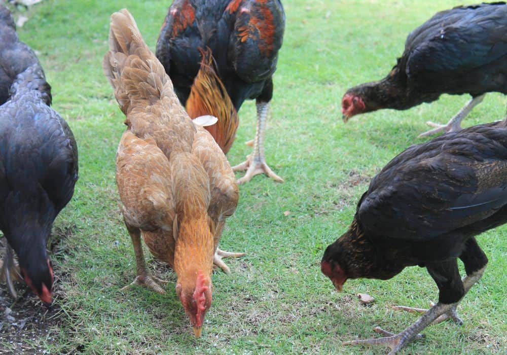 Meat is an Excellent Source of Protein for Chickens