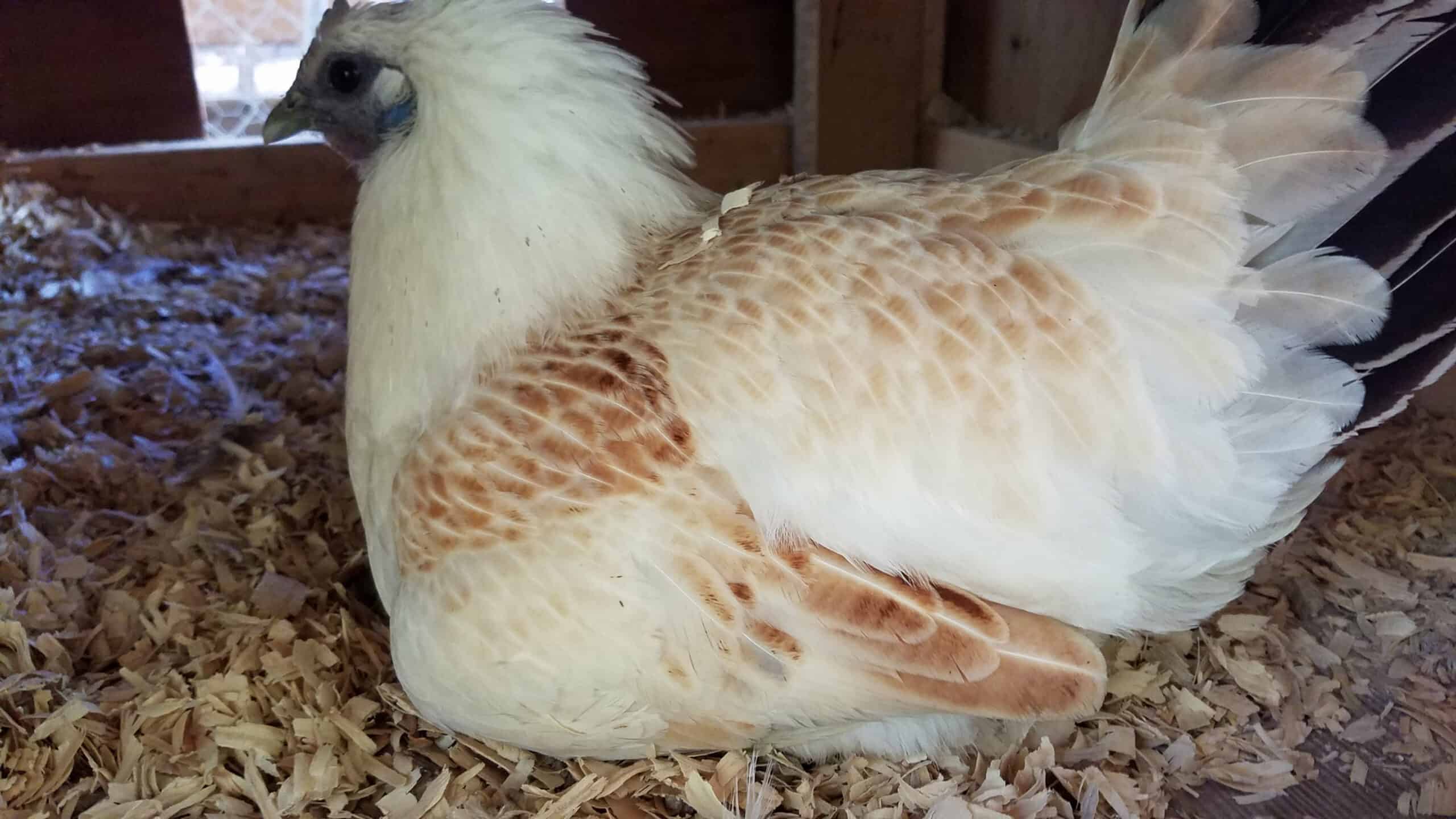 Mosaic Chicken Egg-laying
