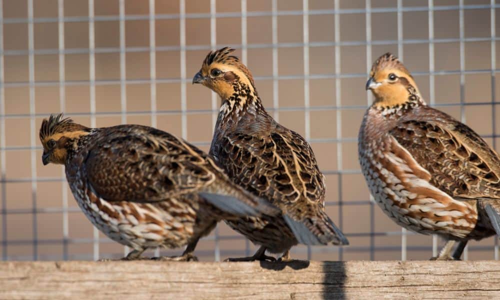 New World quail